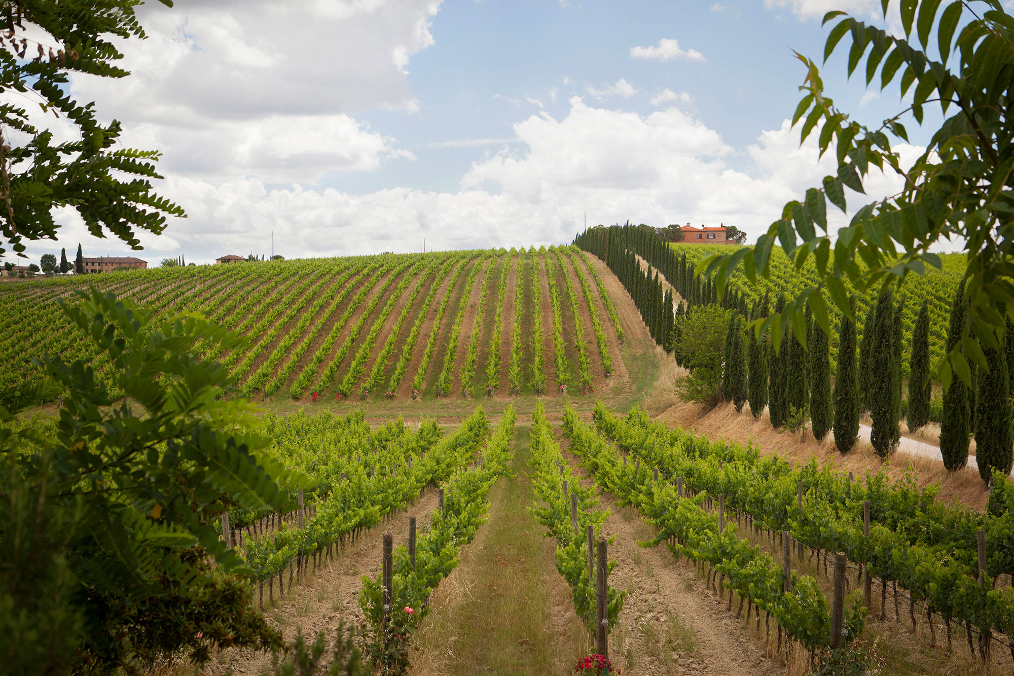 ventisei_vignoble