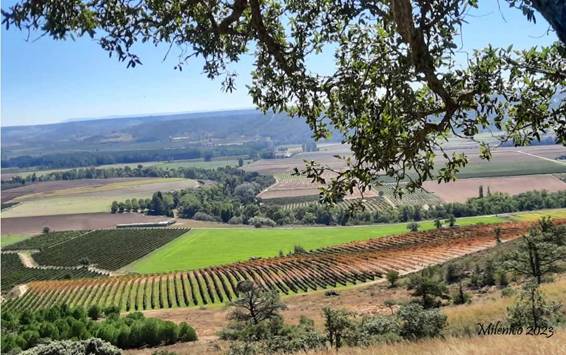 Photo vignoble Milenico