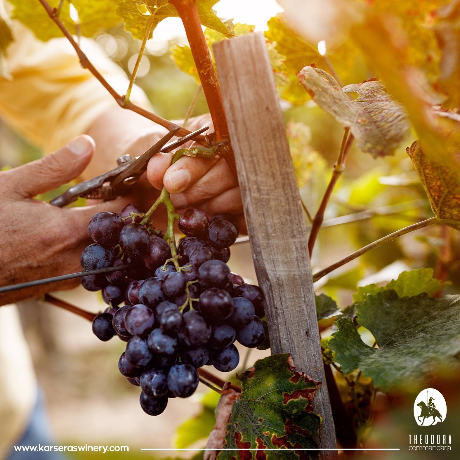 VIGNOBLE