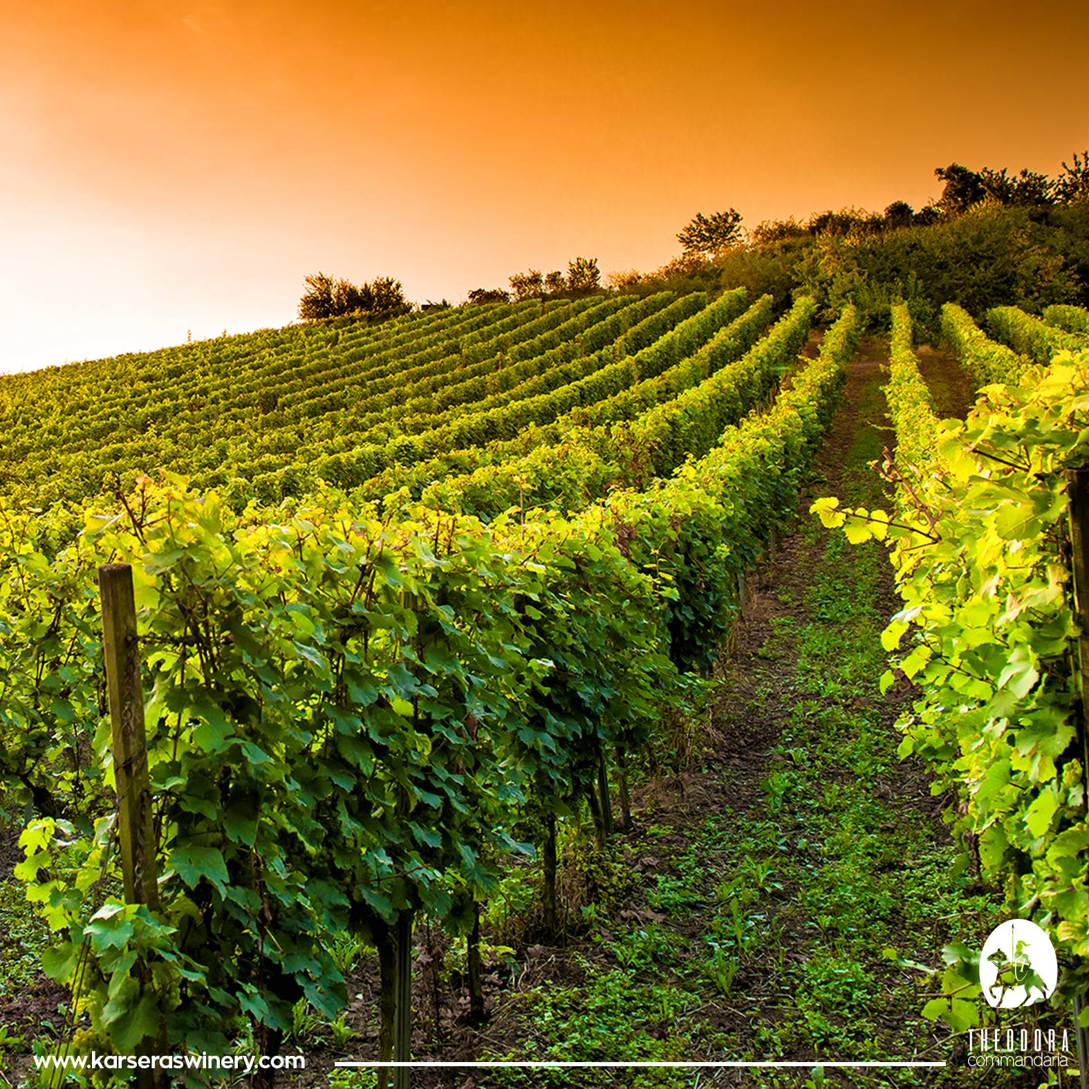 VIGNOBLE1