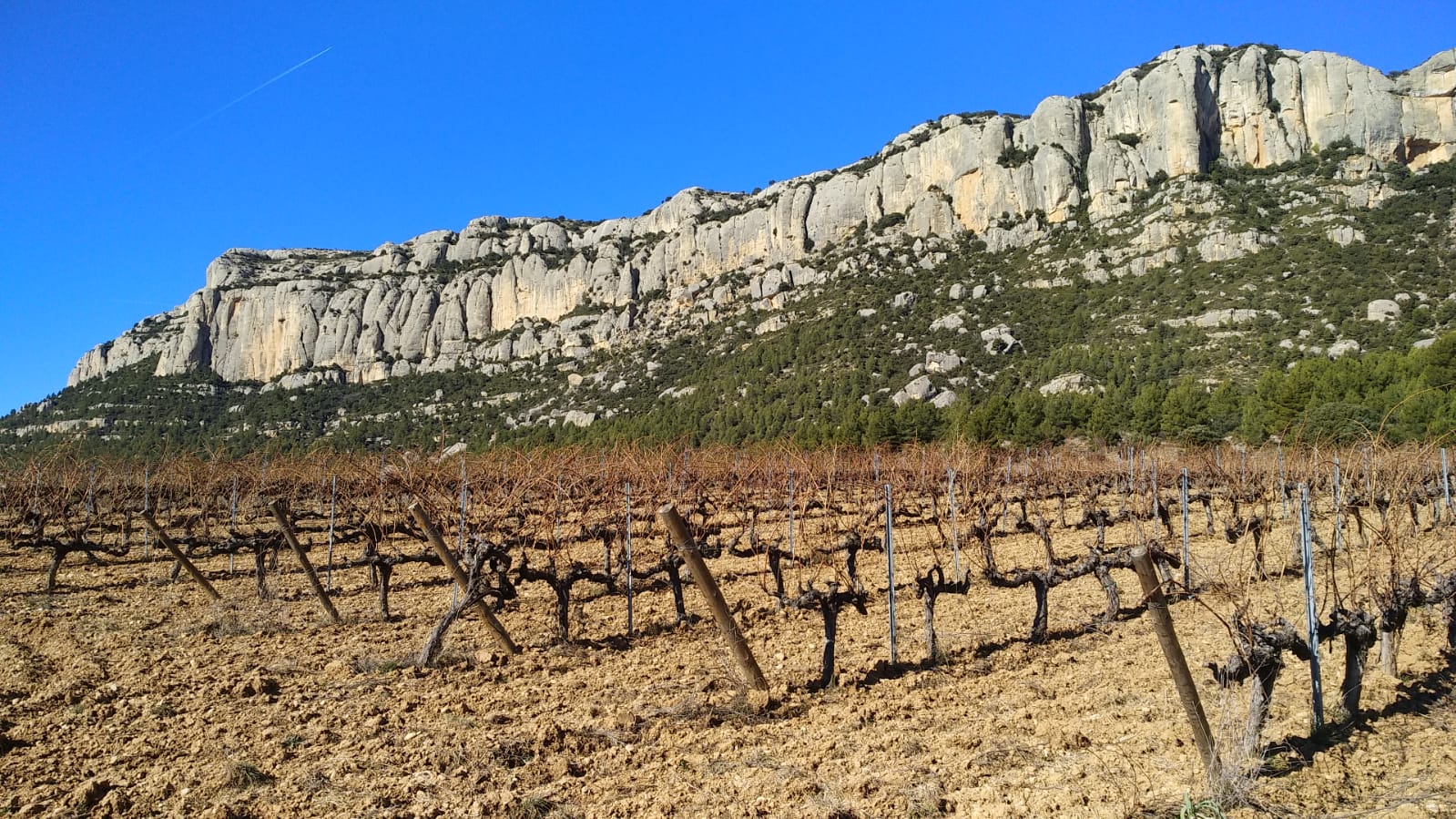 Photo Vignoble Pasanau
