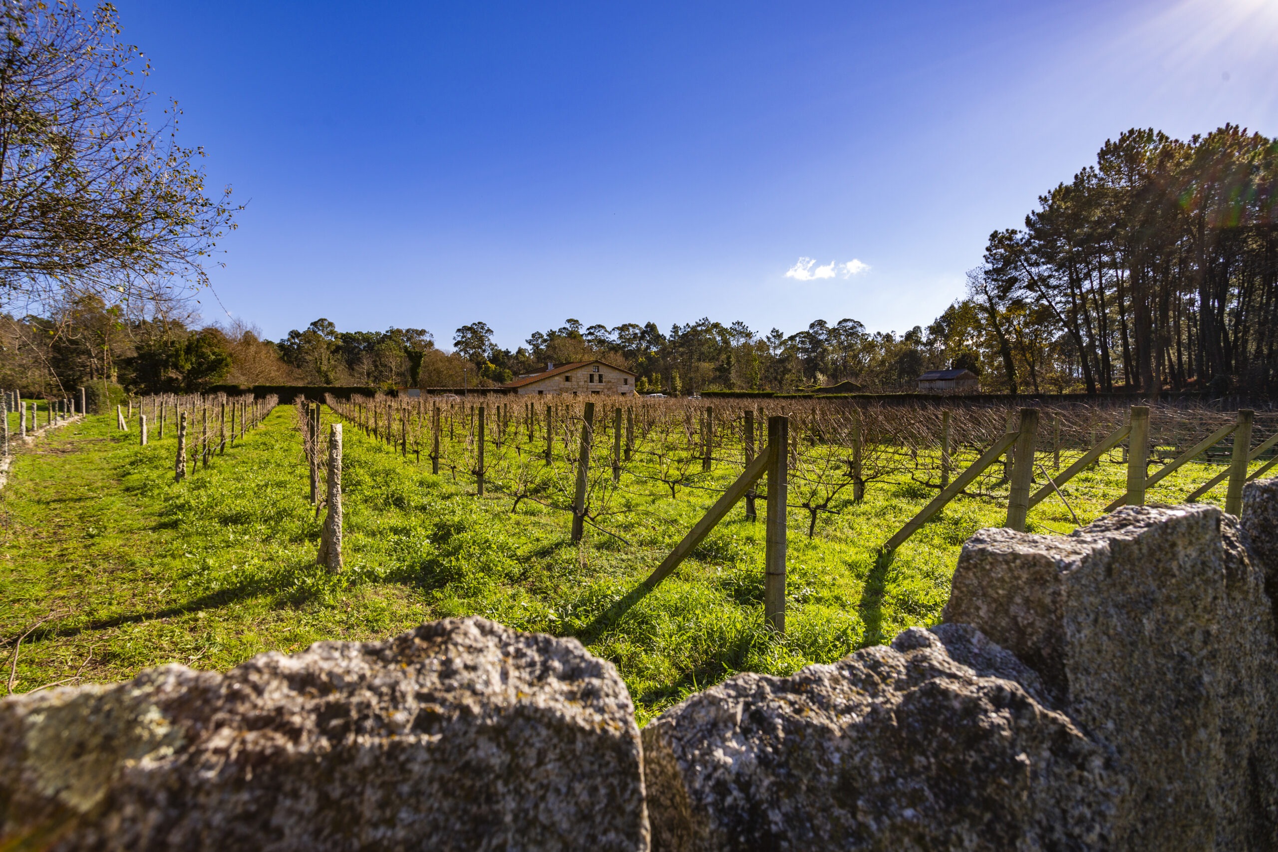 Photo vignoble Corisca
