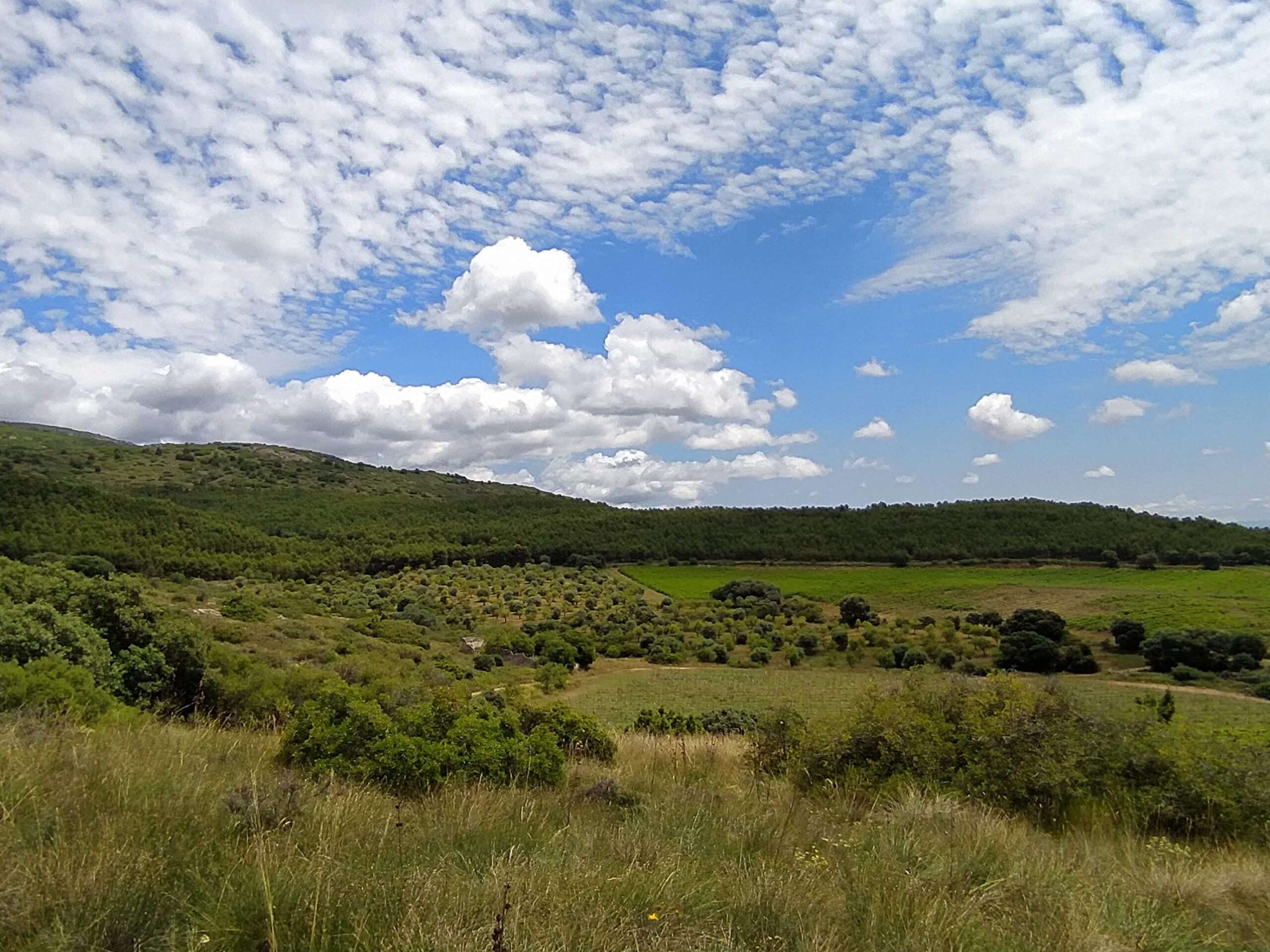 Vignoble Lagravera