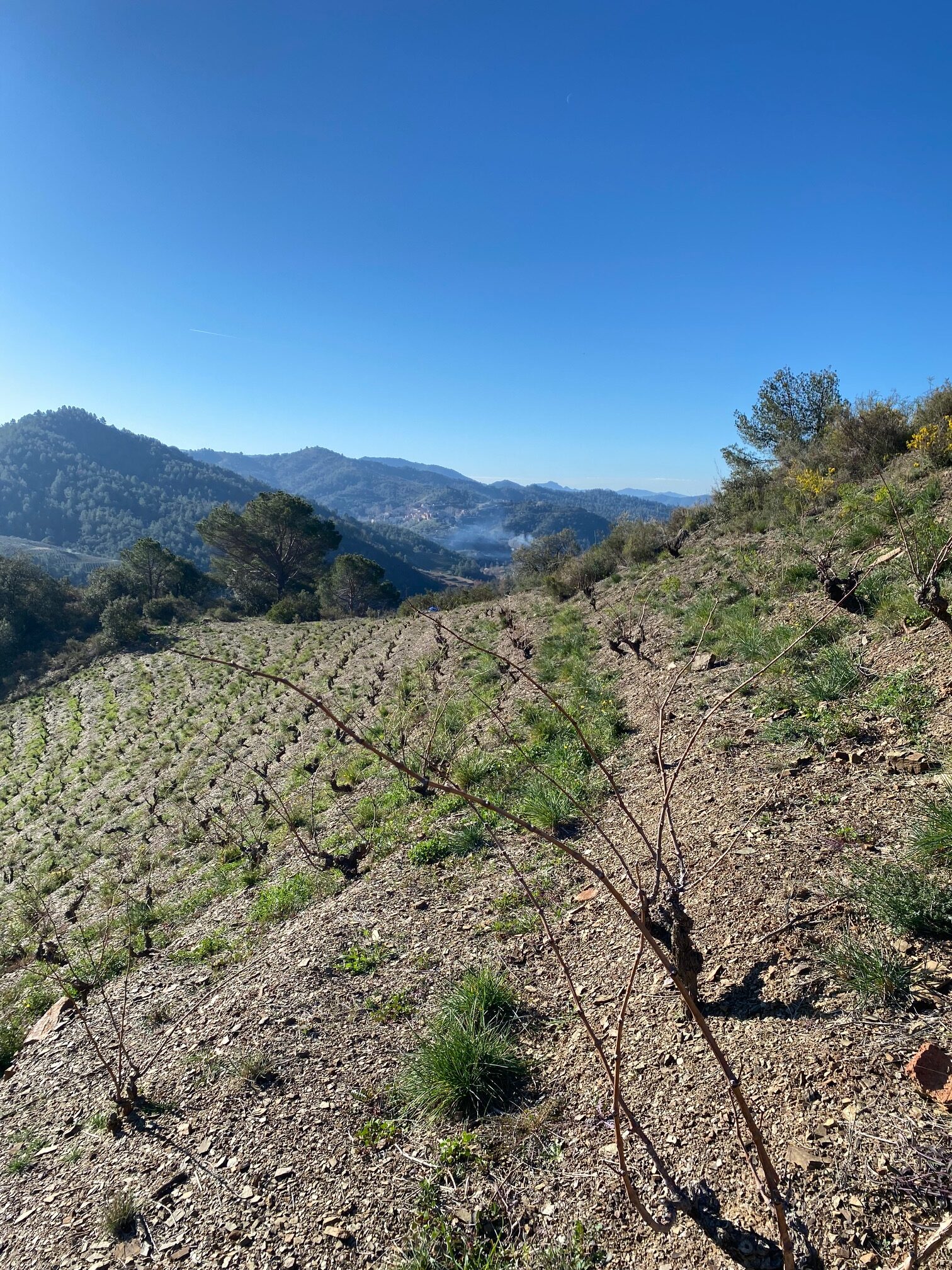 vignoble2 costerduo