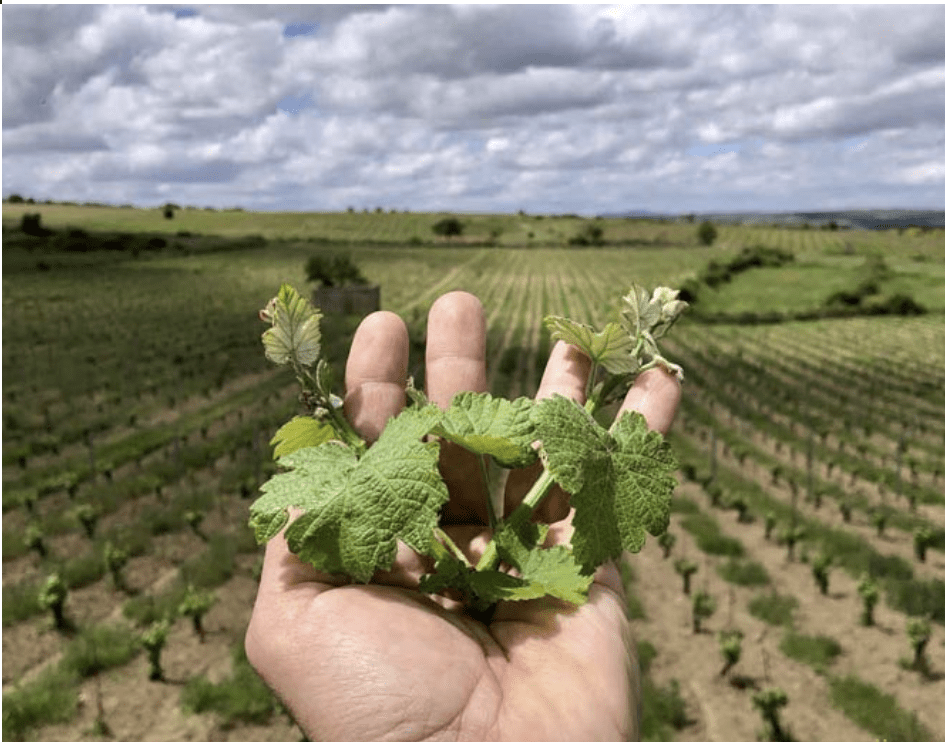 Photo vignoble Jimbro